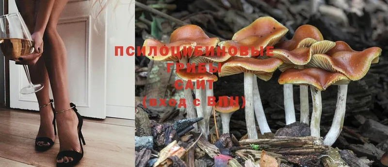 Псилоцибиновые грибы MAGIC MUSHROOMS  Зеленогорск 